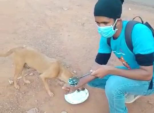 street animals